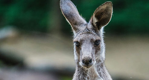 kangaroo