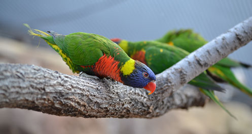 3 lorikeets on a branch